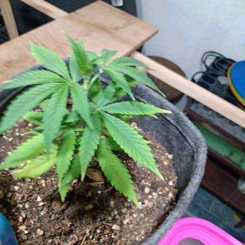 Gelato growlog timeline photo