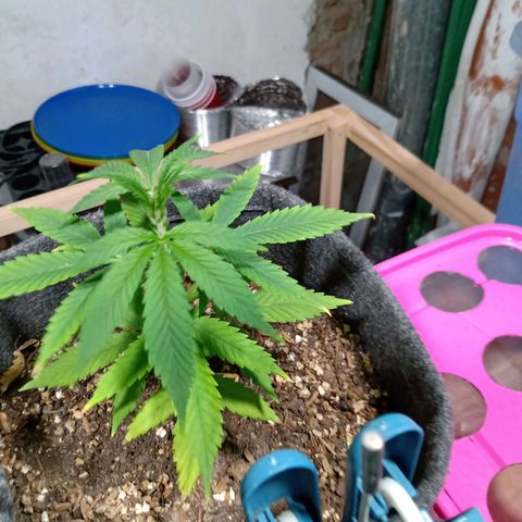 Gelato growlog timeline photo