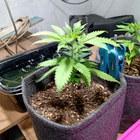 Gelato Cake growlog timeline photo