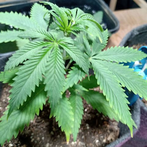 Gelato Cake growlog timeline photo