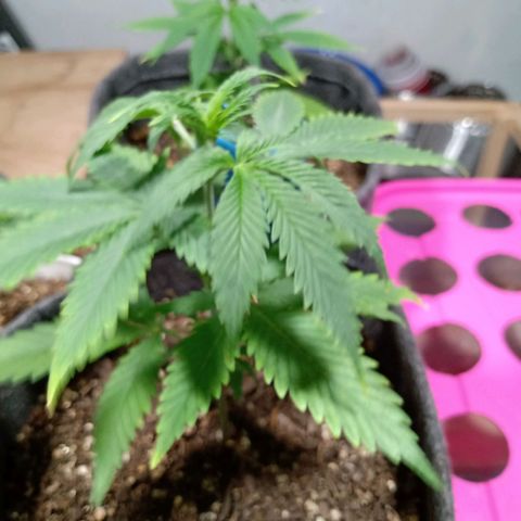 Gelato Cake growlog timeline photo