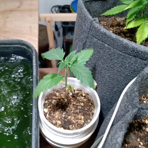 Cleopatra growlog timeline photo