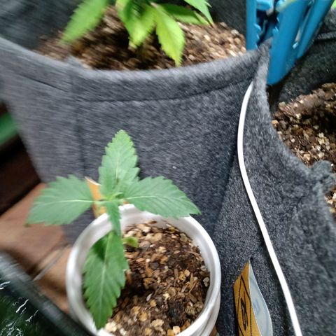 Cleopatra growlog timeline photo