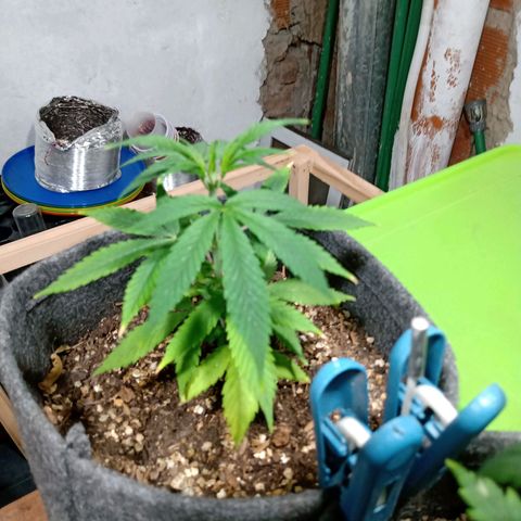 Gelato growlog timeline photo