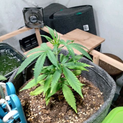 Gelato growlog timeline photo