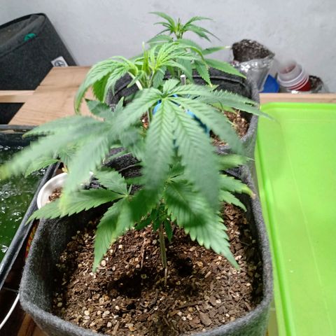 Gelato Cake growlog timeline photo