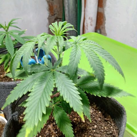 Gelato Cake growlog timeline photo