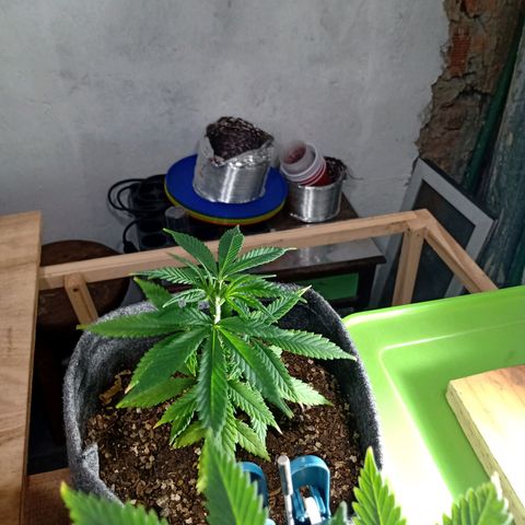 Gelato growlog timeline photo