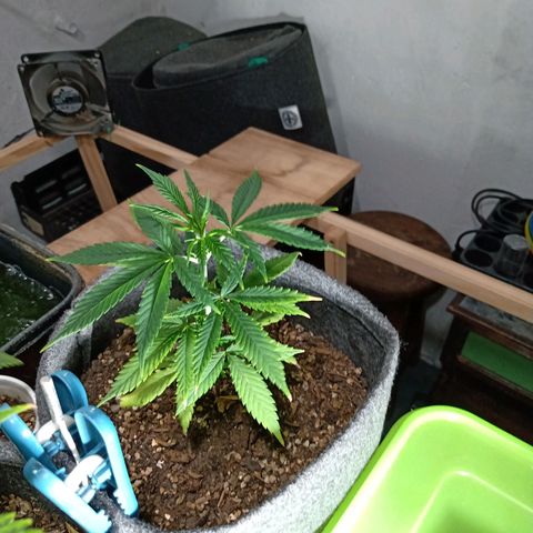 Gelato growlog timeline photo