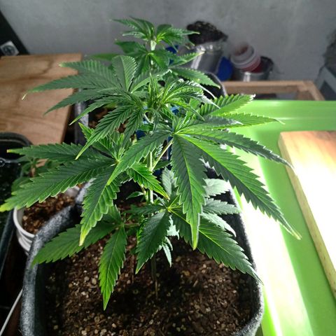 Gelato Cake growlog timeline photo