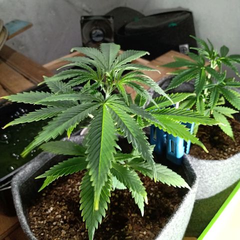 Gelato Cake growlog timeline photo