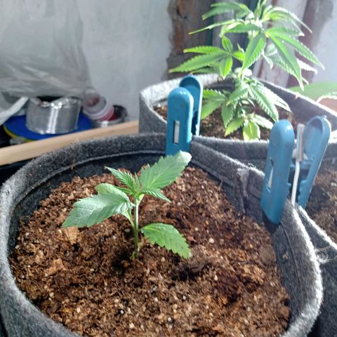 Cleopatra growlog photo: Trasplante y riego