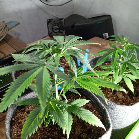 Gelato growlog timeline photo