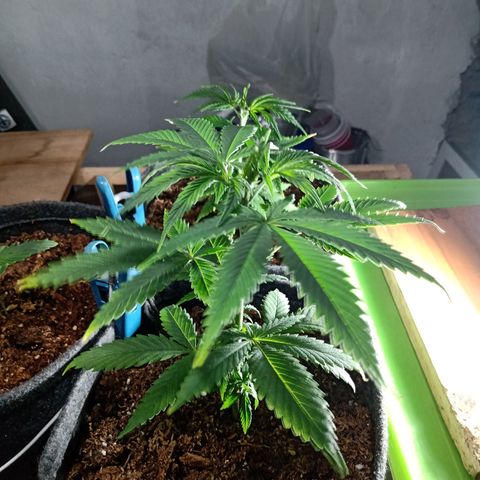 Gelato growlog timeline photo