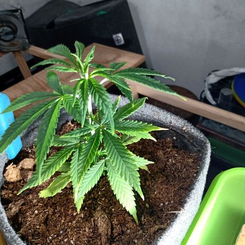 Gelato growlog timeline photo