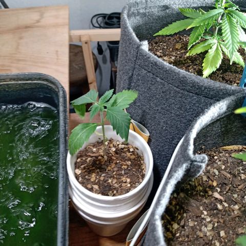 Cleopatra growlog photo: Falta de riego 