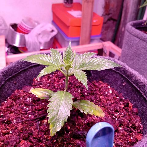 Cleopatra growlog timeline photo