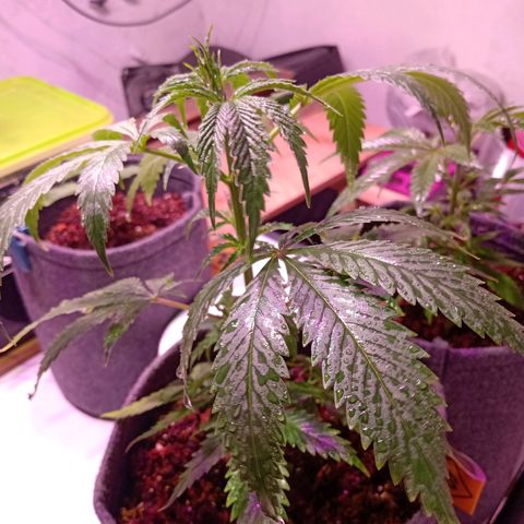 Gelato Cake growlog timeline photo