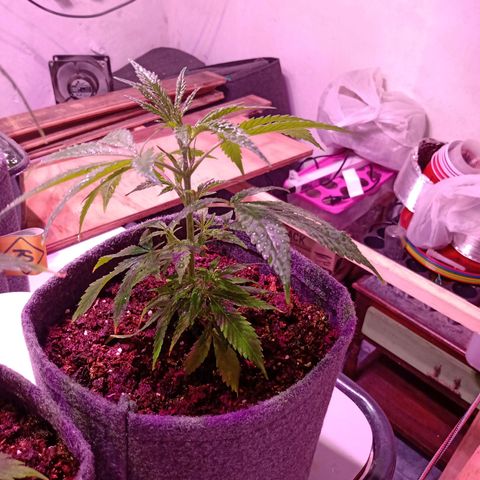 Gelato growlog timeline photo