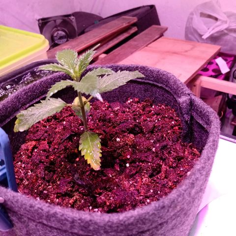 Cleopatra growlog timeline photo