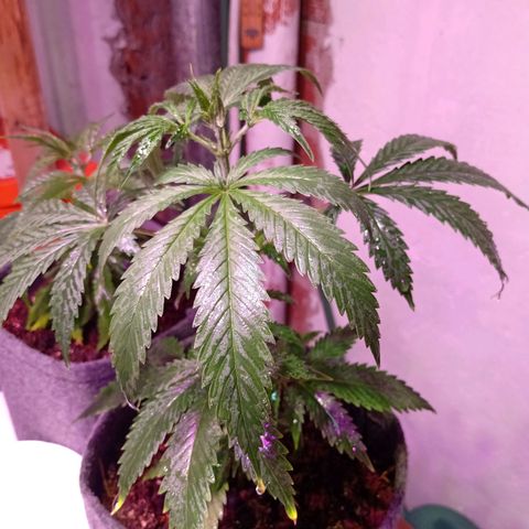 Gelato Cake growlog timeline photo