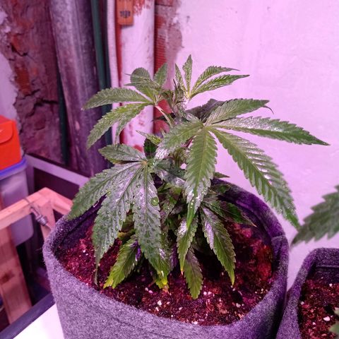 Gelato growlog timeline photo