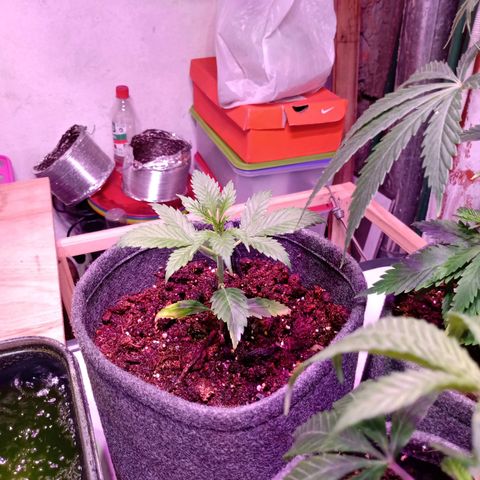 Cleopatra growlog timeline photo