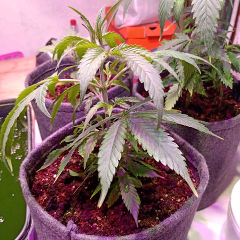Gelato growlog timeline photo