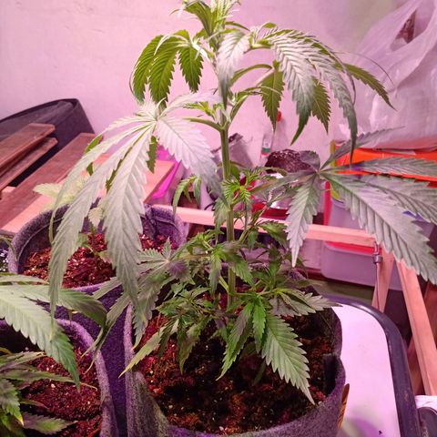 Gelato Cake growlog timeline photo