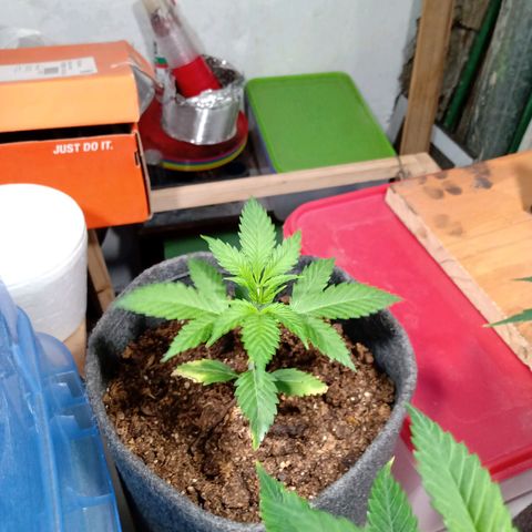 Cleopatra growlog timeline photo