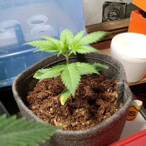 Cleopatra growlog timeline photo