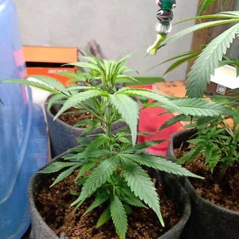 Gelato growlog timeline photo