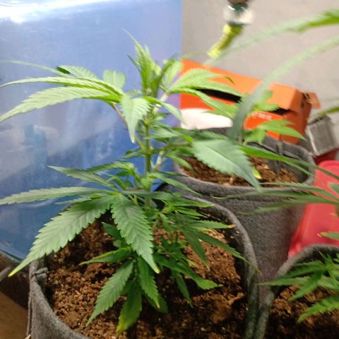 Gelato growlog timeline photo