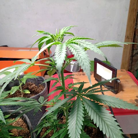 Gelato Cake growlog timeline photo