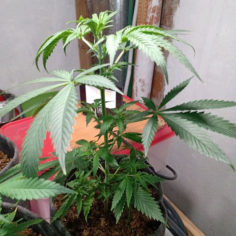 Gelato Cake growlog timeline photo