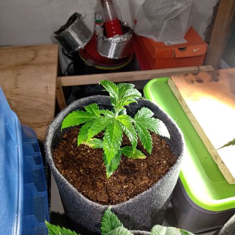 Cleopatra growlog timeline photo