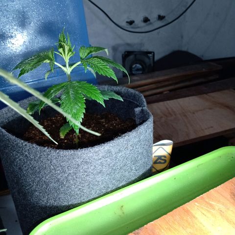 Cleopatra growlog timeline photo