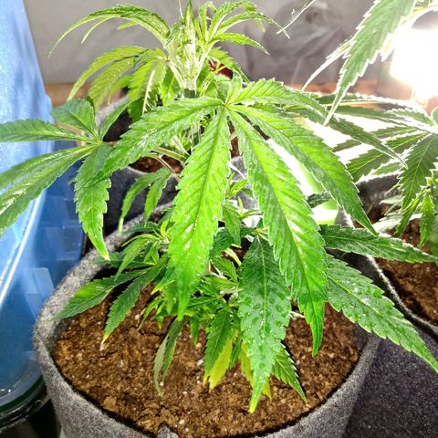 Gelato growlog timeline photo