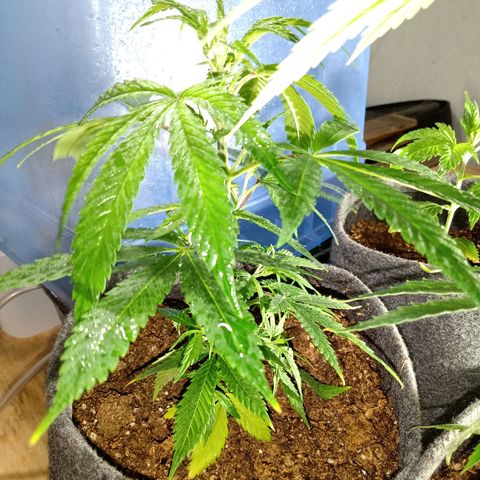 Gelato growlog timeline photo