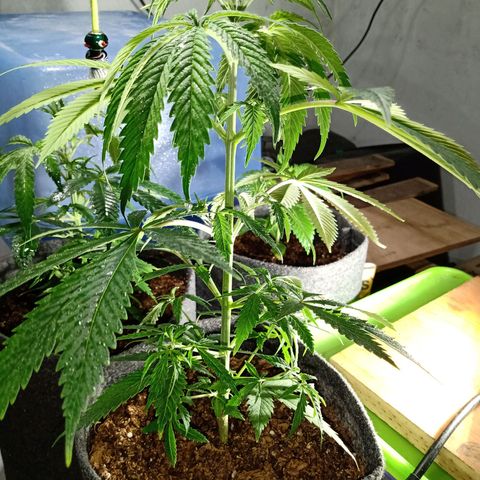 Gelato Cake growlog timeline photo