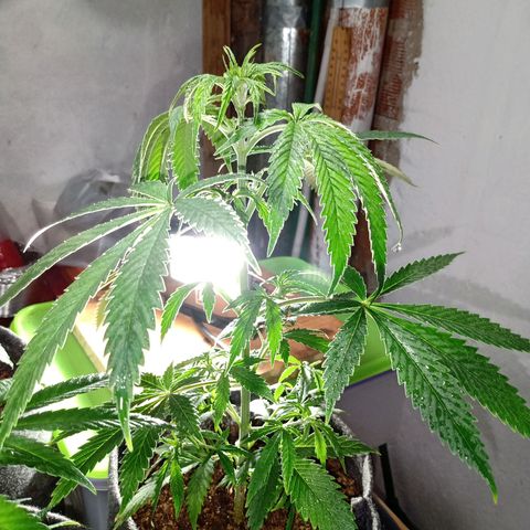 Gelato Cake growlog timeline photo