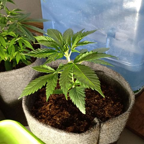 Cleopatra growlog timeline photo