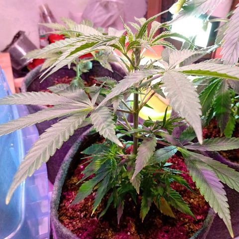 Gelato growlog timeline photo