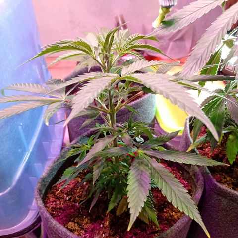Gelato growlog timeline photo