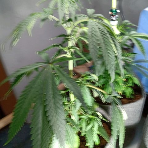 Gelato Cake growlog timeline photo