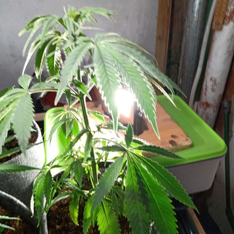 Gelato Cake growlog timeline photo