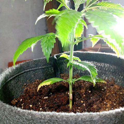 Cleopatra growlog timeline photo