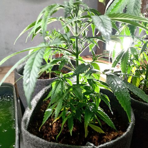 Gelato growlog timeline photo