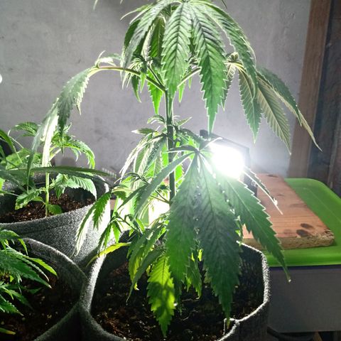 Gelato Cake growlog timeline photo