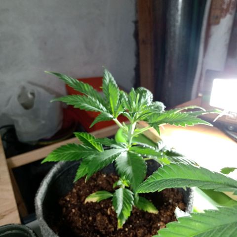 Cleopatra growlog timeline photo
